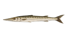 Barracuda (European)